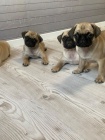Mopsl�k, Pug