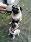 Mopsl�k, Pug