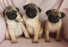 Mops