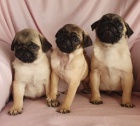 Mops