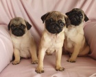 Mops