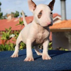 BULLTERI�RA MINI