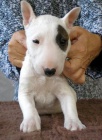 BULLTERI�RA MINI
