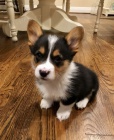 Corgi/Corgi/Corgi
