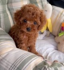 �t��ata Cockapoo