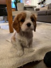 �t��ata Kaval�r King Charles Spaniel.