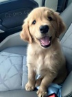 zlat�ho retr�vra.