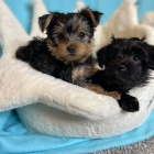 MINI YORKIPOO