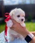 �t��ata bi�onka