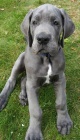�t��ata n�meck� dogy