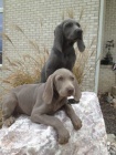 �t��ata n�meck� dogy
