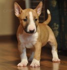 anglick�ho bulteri�ra