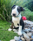 �t��ata mini anglick�ho bulteri�ra