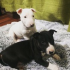 �t��ata mini anglick�ho bulteri�ra