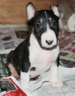 �t��ata mini anglick�ho bulteri�ra