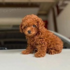 �t��ata pudla k dispozici