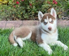 Sibi�sk� husky-m�me k odb�ru kr�sn� fenky