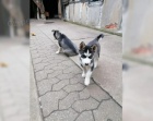 Sibi�sk� husky-m�me k odb�ru kr�sn� fenky