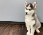 �t�nata Sibi�sk� husky