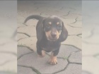 Jezev��k hladkosrst� trpasli��