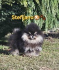 Pomeranian BOO �medv�dci�, �t��ata pomeransk�ho �pice