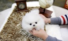 Kr�sn� �t��ata pomeraniana
