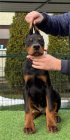 Dobrman �t��ata na prodej