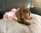 Prod�m �t���tko Jezev��k, hladkosrst� fene�ka.
