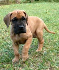 �t��ata n�meck� dogy