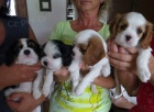Kaval�r King Charles �pan�l �t���tka