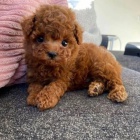 Kr�sn� �t��ata toy pudla.
