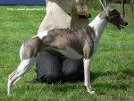 CH Claire Blue L�sky dar