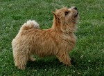 I.CH.J.CH.CH.Bhelliom BALLANTINES-barva �erven�