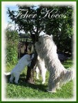 Feh�r K�cos