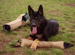 Gimi z Nov�ho Draka