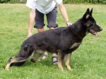 Gimi z Nov�ho Draka