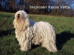 J�szk�s�ri K�cos Vatta