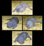 Thajsk� Ridgeback - �t���tka s PP