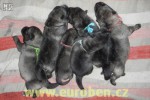 Norsk� los� pes �ed� - �t��ata na prodej