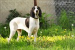 BERNSK� HONI� �t���tka