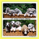 nab�z�me �t���tka vipeta (whippet) vysok� exteri�rov� kvality