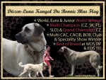 Multi CH. D�zen - Luna Kangal du Bonnie Blue Flag