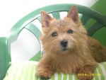 J.CH.Bhelliom  COOKIE  Stack's-barva �erven�,IN MEMORIAM 