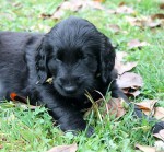 Flat coated retrievr -  �t���tka po terapeutick� fence