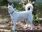 od Dvou cedr� Chanyah de Solemel
