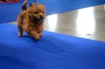 GR.CH.CH.-SK,CZ-Bhelliom Al-PACINO-�erven� s t��slovou,IN MEMORIAM