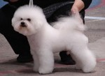 Mult.ch. GIGOLO BLANC Ze Zlat� Jalny