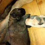 Zad�me v�born� pracovn� �t��ata n�eck�ho ov��ka