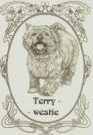 Chovatelsk� stanice-TERRY-WESTIE -reg. FCI  592-96