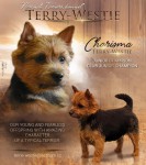 J.CH.CH.CHARISMA Terry-Westie,barva �ern� s p�len�m